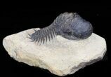 Bargain Crotalocephalina Trilobite #43452-2